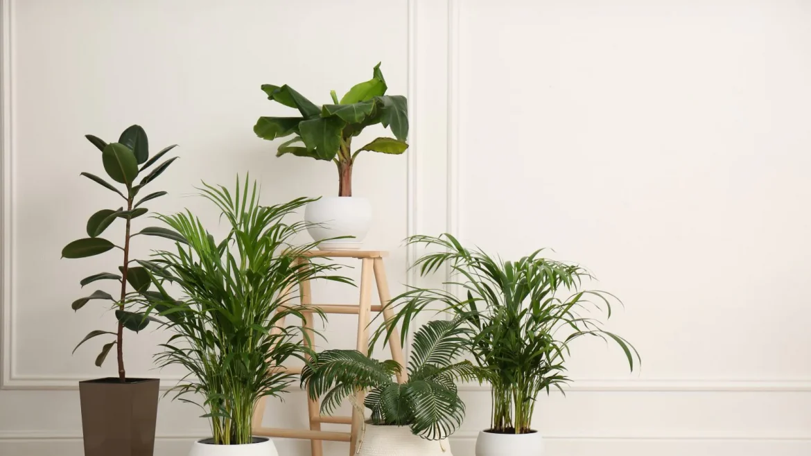 5 Plantas de Interior Para uma Boa Energia e Felicidade; Saber Onde Colocá-las