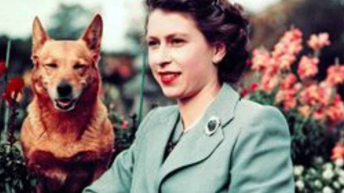 Aqui está tudo o que precisa de saber sobre o amor da Rainha Elizabeth pelo Corgis, a sua raça de cão preferida